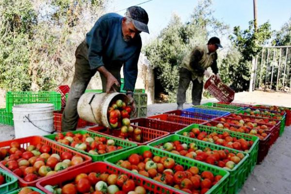 وزارة الزراعة في غزة توضح سبب ارجاع الاحتلال للبندورة
