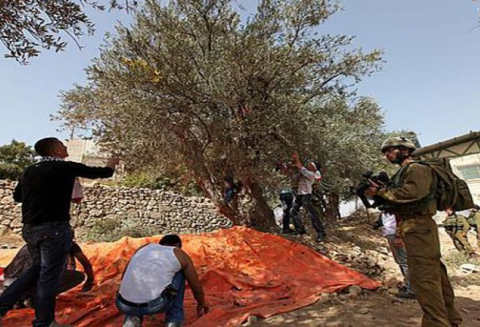 الاحتلال يمنع المزارعين من قطف الزيتون في نابلس
