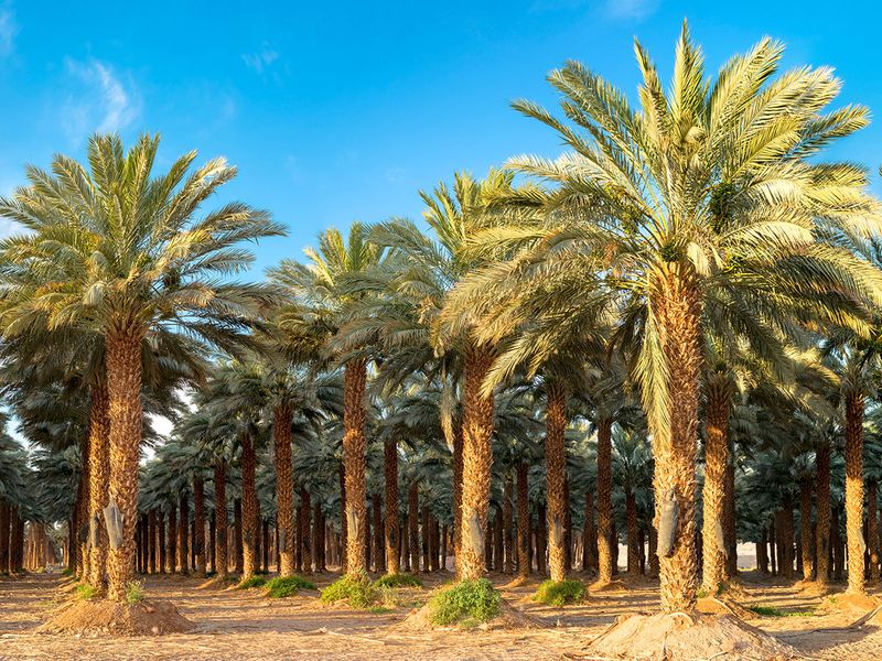 نساء الجزائر يسيطرن على وظائف التربية والصحة والسلك الأمني
