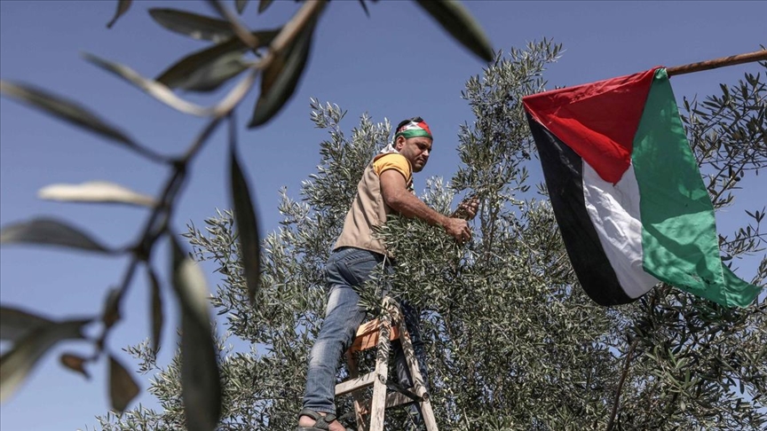 في إطار العقاب الجماعي: سموتريتش يطالب بمنع الفلسطينيين في الضفة من قطف الزيتون
