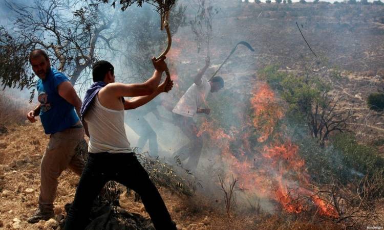 حرائق المستوطنين تنتشر في الضفة.. النساء والأطفال يواجهون كارثة إنسانية
​
