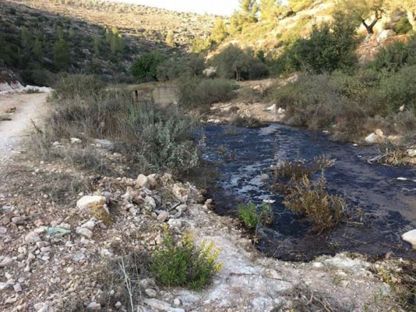 صوت| "الزيبار".. سموم  تهدد الصحة والبيئة الفلسطينية

