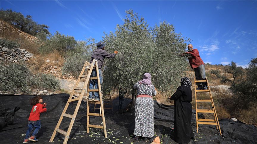 وزارة الزراعة تصدر نشرة توعوية حول موعد القطف الأمثل لثمار الزيتون
