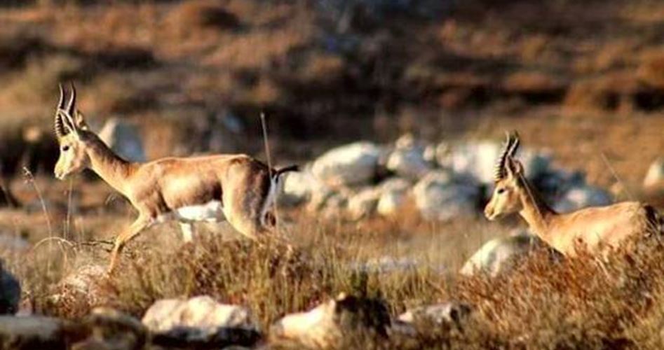 صوت| سلطة جودة البيئة: تطلق مجموعة من الغزلان والطيور  البرية الى الطبيعة
