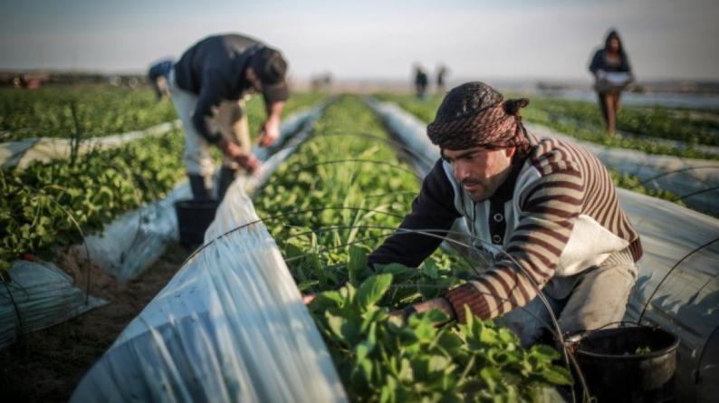 صوت| مطالبات فلسطينية لدعم صمود المزارعين
