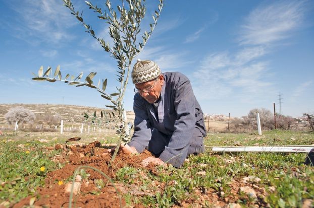 صوت| "يوم الشجرة".. مناسبة مهمة للتذكير بإهمية الحفاظ على الثروة النباتية الفلسطينية المهددة
