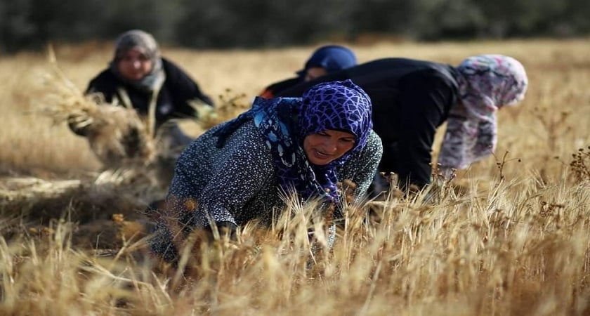 في يوم المرأة الريفية الدولي.. "المرأة الريفية الفلسطينية تتصدر الاعمال وتغيب الحقوق

