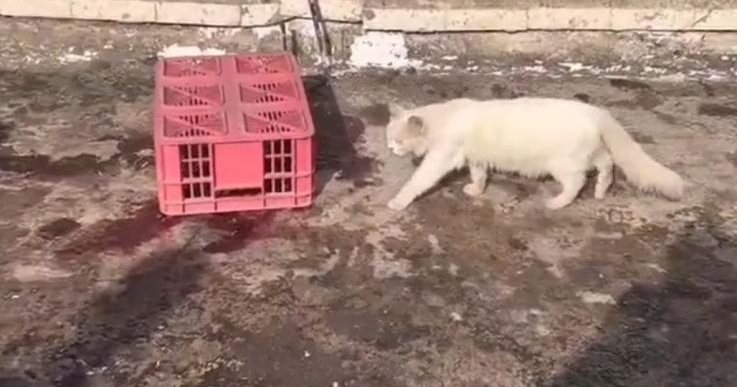 الطفلة جنى زكارنة قُتلت وهي تبحث عن قطتها فوف سطح منزلها 

