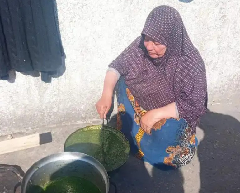 الماء والخُبيزة.. غذاء من لم يمت من عائلات شمال غزة
