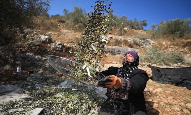  المنظمات الاهلية الفلسطينية ..حماية موسم الزيتون حماية للاقتصاد المحلي وتثبيت للوجود الفلسطيني في مواجهة خطط التهجير 

