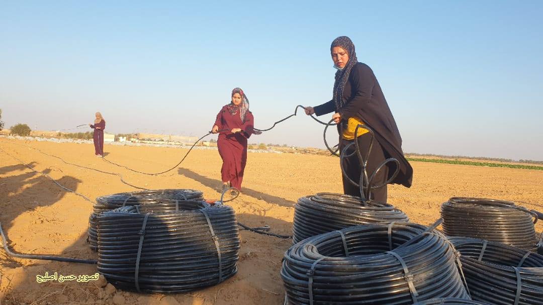  ثلاث خريجات من قطاع غزة.. يواجهن البطالة بإقامة بساتينهن الخاصة 
