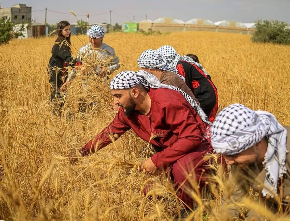 صوت| "فزعة حصاد" مبادرة شبابية لمساعدة المزارعين في موسم الحصاد
