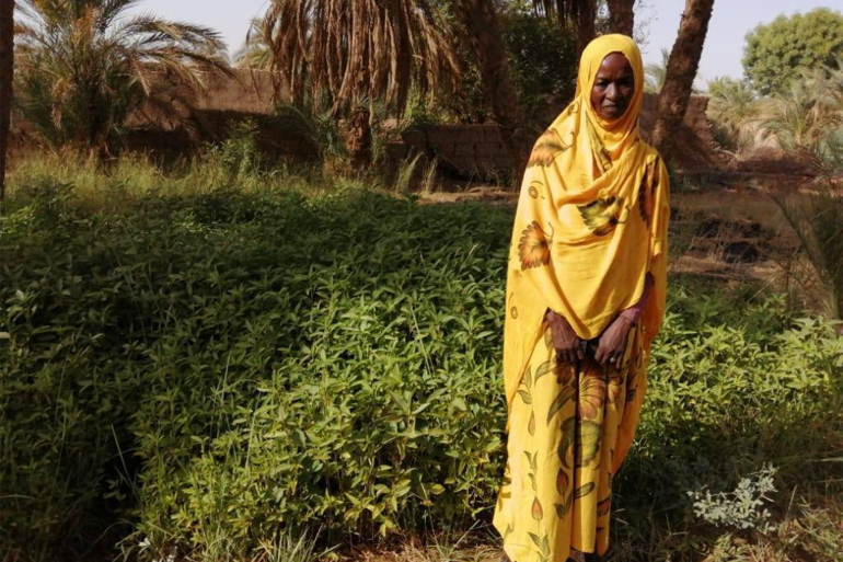 بنصف فدان فقط.. ملاك تتربع على عرش القمح بالسودان

