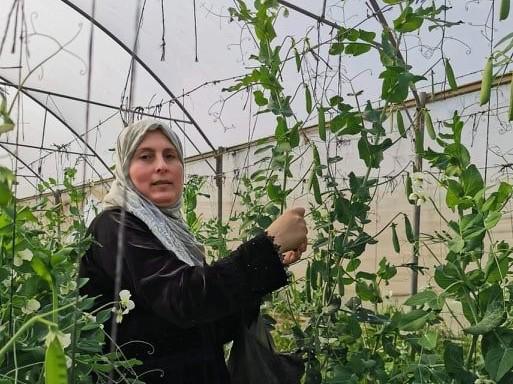 المزارعة منار شعبان .. صاحبة أول بيت بلاستيكي زراعي في الجلمة
