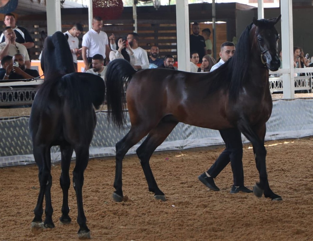 اللواء محمود جبارة لـ"نساء إف إم": الخيل العربي جزء من الهوية الفلسطينية ومعركة الأنساب تثبت الحق الوطني

