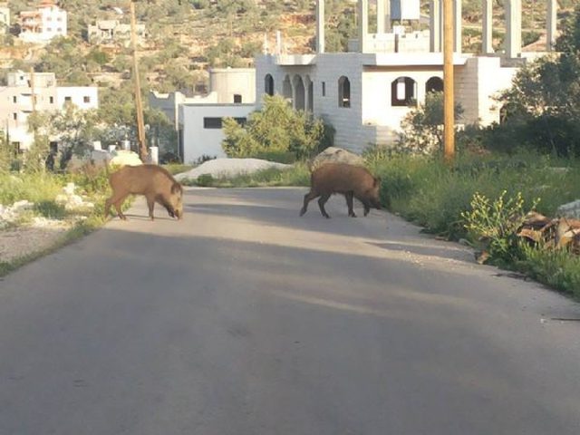 الخنازير البرية في الضفة الغربية.. هل هي جزء من التنوع الحيوي أم عدوة له؟

