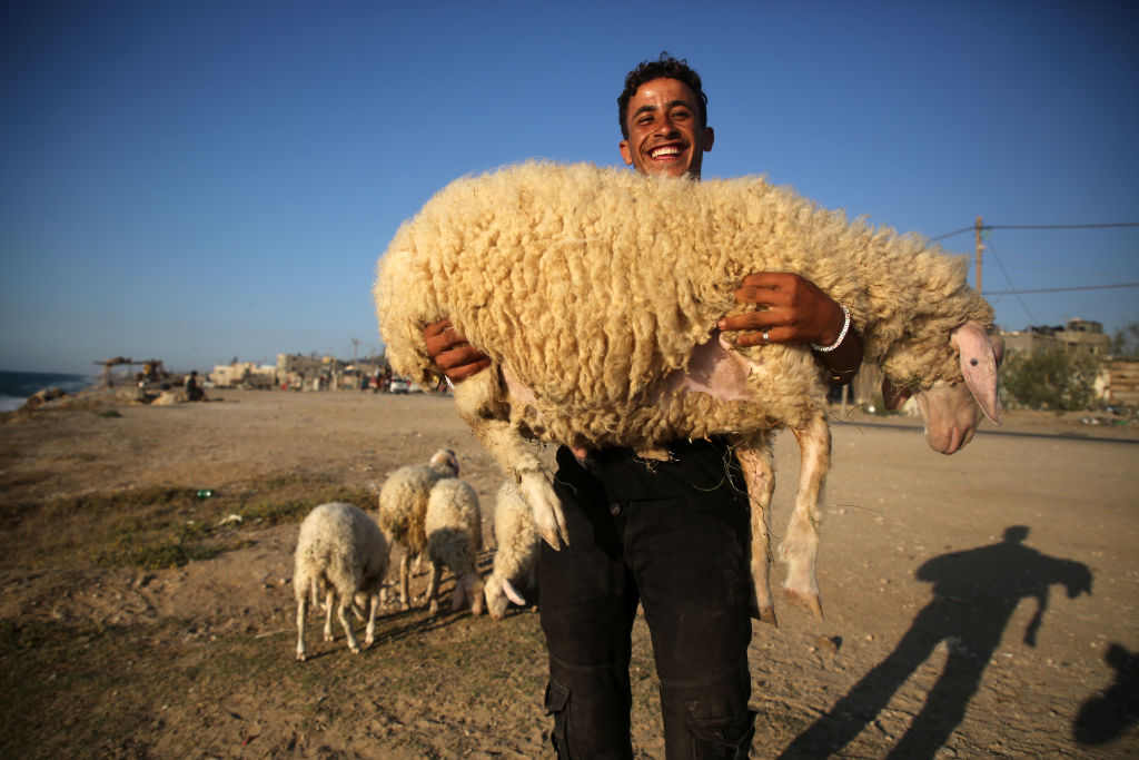 الأغلى فلسطين.. كم بلغت أسعار الأضاحي في العالم العربي..؟ أداء الشعيرة بات حلما مشتهى !
