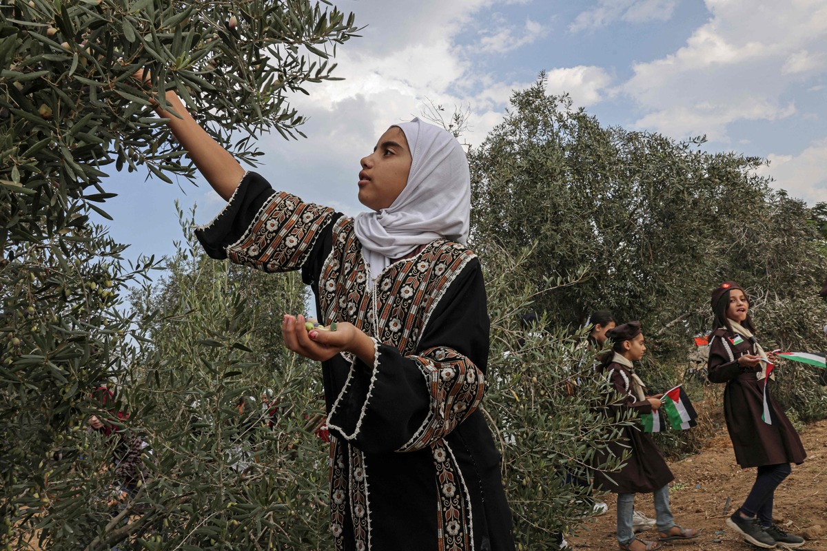 فلسطينيون يصارعون لحصاد ثمار الزيتون في الضفة الغربية بسبب قيود إسرائيلية

