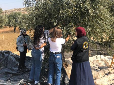 الإغاثة الزراعية تساعد المزارعين في سهل المغير بقطف ثمار الزيتون
