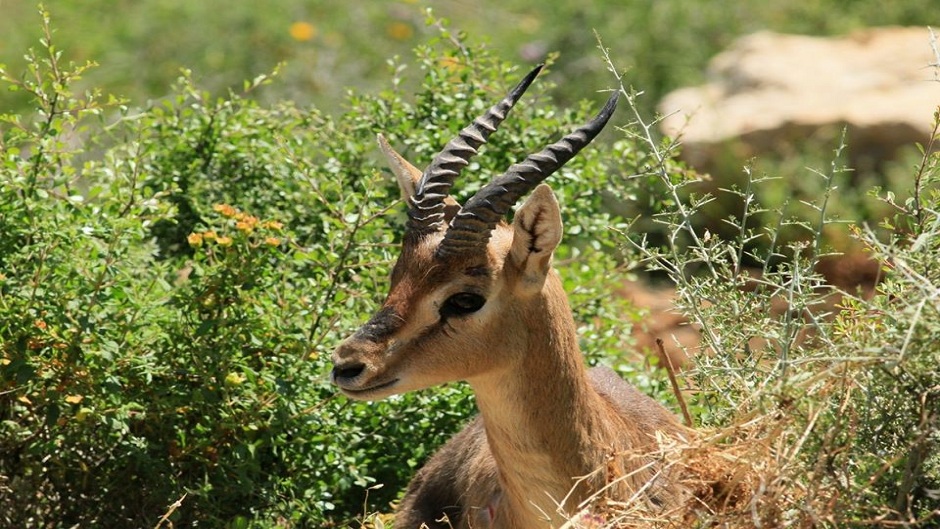 اليوم العالمي للأحياء البرية .. يسلط الضوء على التنوع الحيوي في فلسطين وانتهاكات الاحتلال بحق البيئة الفلسطينية 
