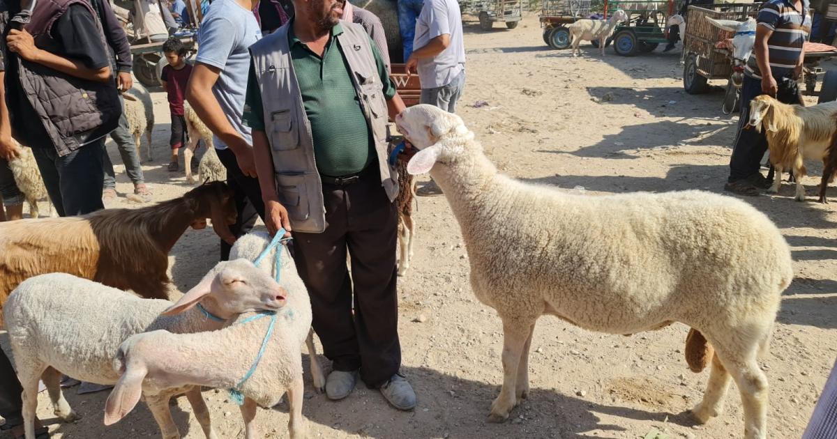صوت| العزوف عن أضحية العيد.. الوزارة والمربون يوضحون أسباب الارتفاع الكبير بفلسطين

