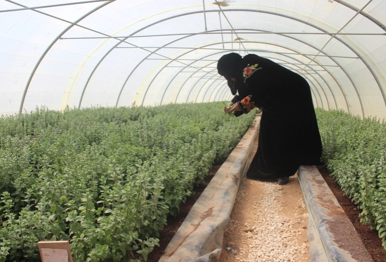 سيدات البادية الشمالية بالأردن يطوّعن الصحراء لإنتاج خضار صديقة للبيئة

