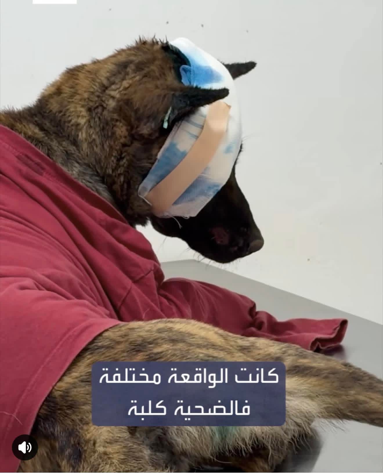 الطبيب البيطري يوضح لـ"نساء إف إم" الحالة الصحية للكلبة "لوسي" التي تعكس وحشية هجمات المستوطنين في الضفة الغربية

