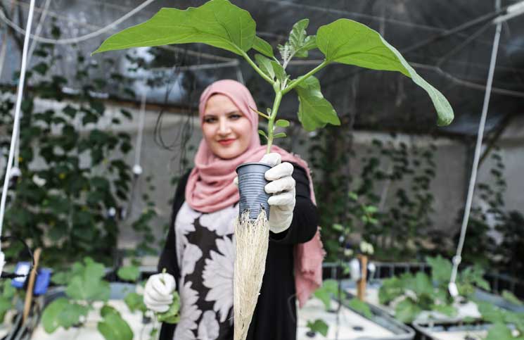 بجهد فردي..غزة المُحاصرة تنتج ثمارا بتقنية “الزراعة المائية” (صور)
