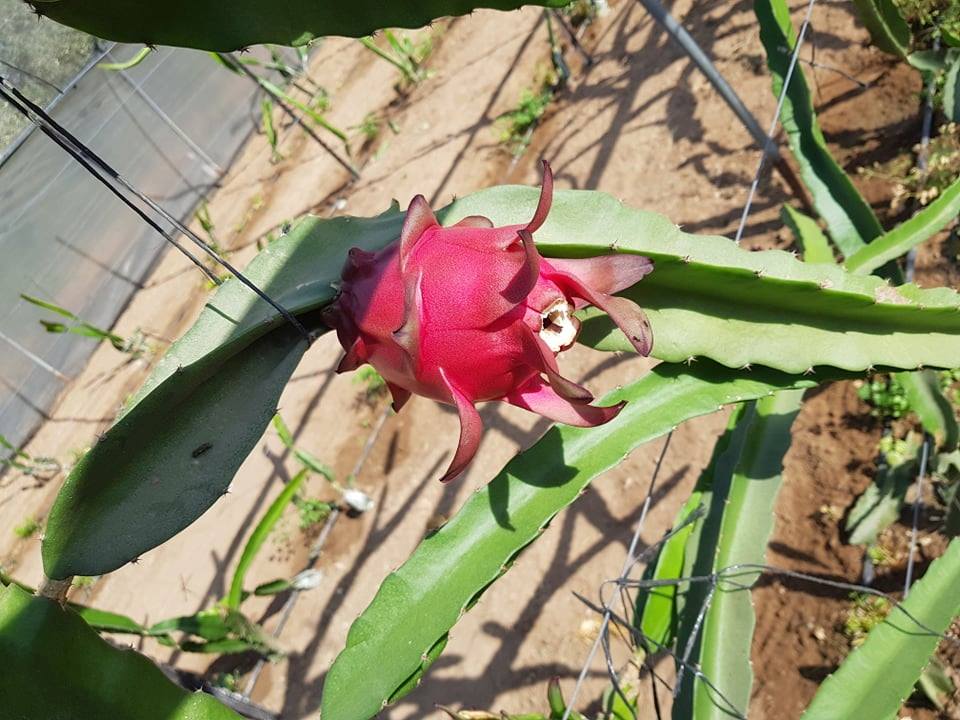 "بالصور" لأول مرة.. نجاح زراعة فاكهة (التنين) في غزة
