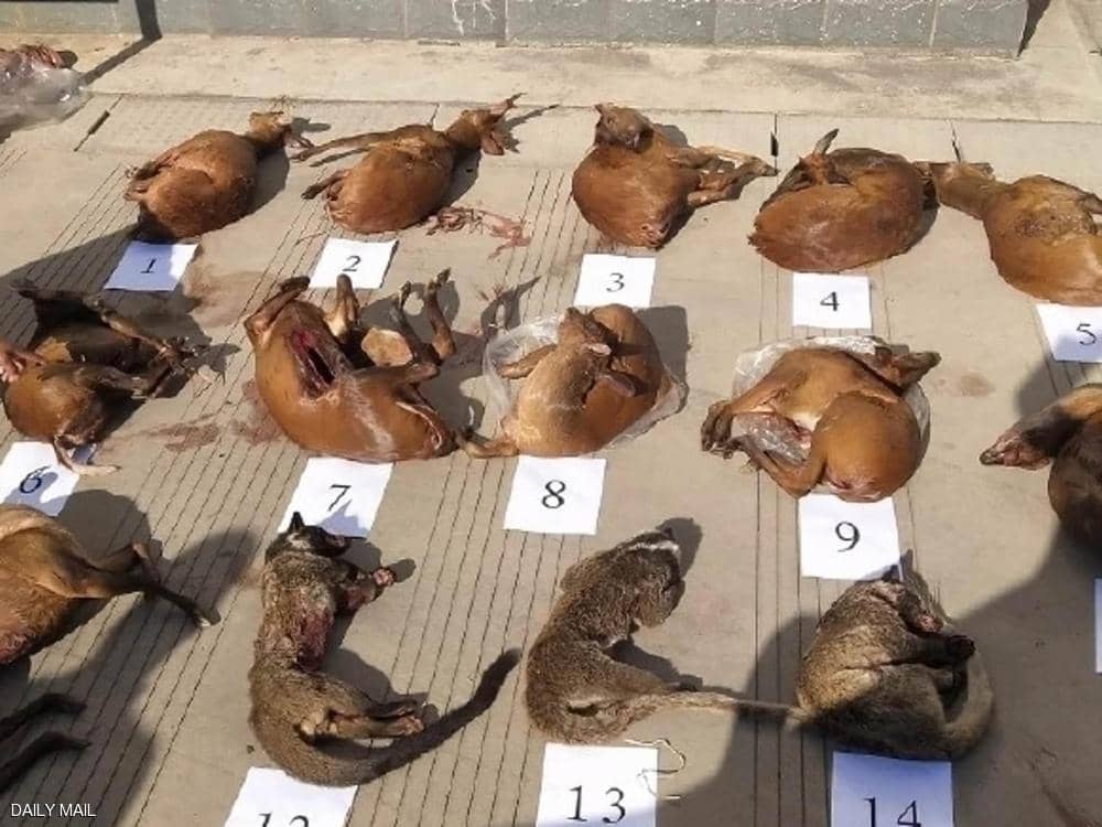 رغم الحظر والتجريم.. تهريب "حيوانات كورونا" مستمر في الصين
