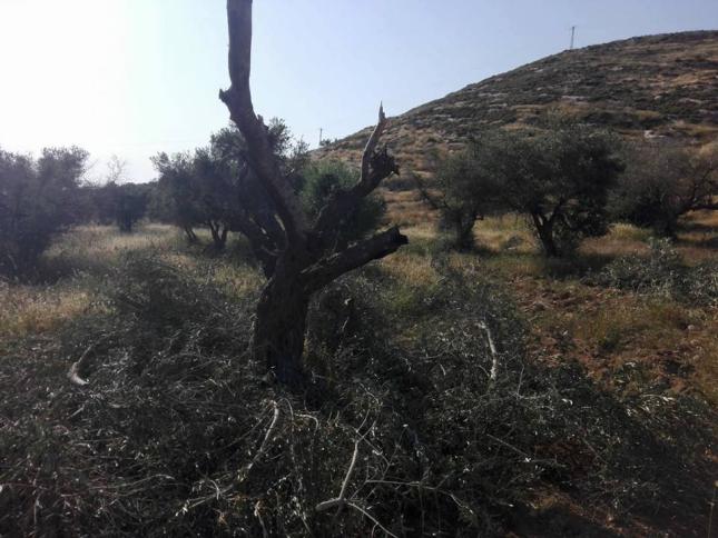 قطع 60 شجرة زيتون في الساوية جنوب نابلس
