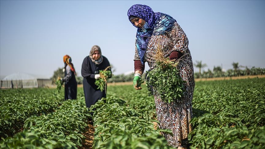 ثلث نساء العالم مزارعات

