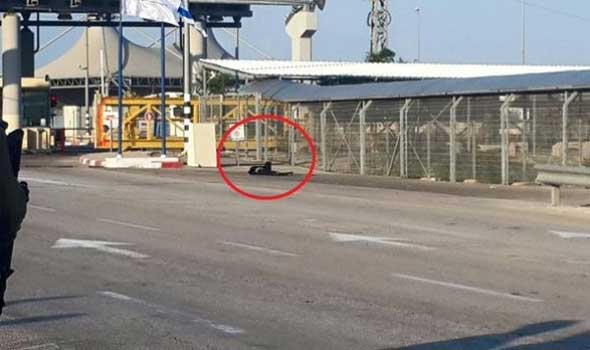 استشهاد فلسطينية برصاص الاحتلال شرق طولكرم
