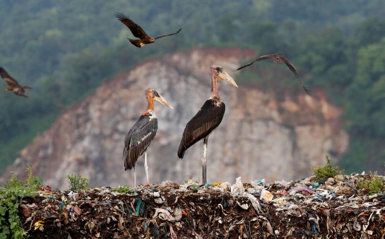All-Women 'Army' Protecting Rare Bird in India