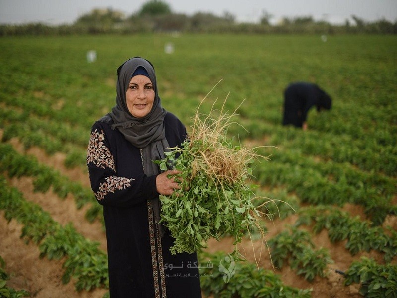 خمس نساء يزرعن ويحصدن ثمار مشروعهن التعاوني
