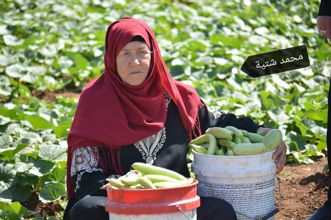 في دير بلوط.. ملكات الأرض يواصلن زراعة الفقوس (صور)!