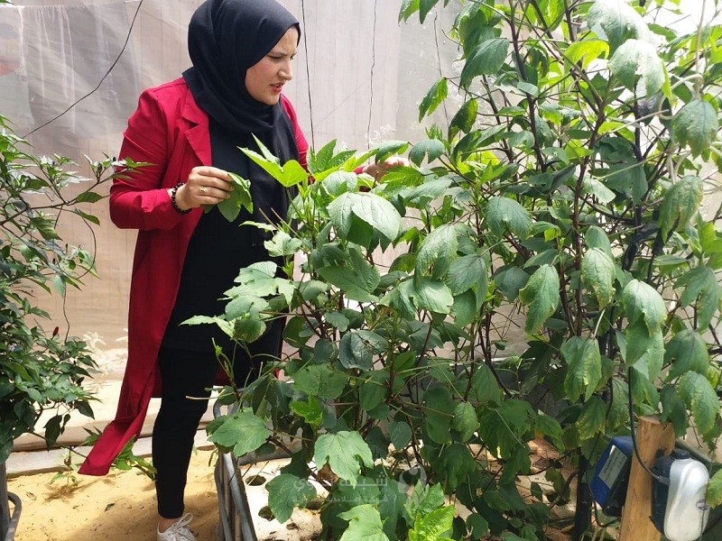 "إرادة" أول منتجة للمحاصيل الثمرية بالزراعة المائية
