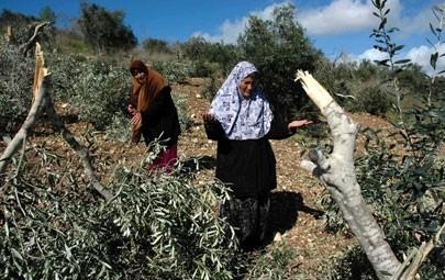 مستوطنون يقطعون عشرات اشجار الزيتون جنوب نابلس ...  اقدم مستوطنون ، ظهر اليوم، على قطع ما يقارب 100 شجرة زيتون في اراضي يانون جنوب نابلس. 
 
وقال عضو لجنة مقاومة الاستيطان في عقربا، حمزة ديرية، لمراسلنا، ان المستوطنين جاءوا من مستوطنة ايتمار، وقطعوا اكث