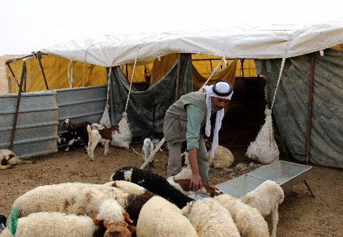 لجان العمل الزراعي يوزع 240 رأس أغنام محسنة في مناطق 'ج'