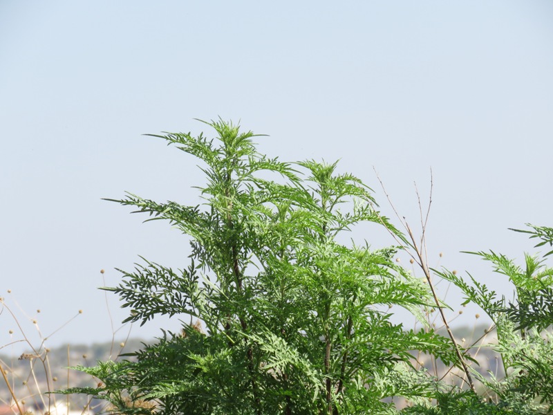 نبتة الامبروسيا تغزو مرج ابن عامر
