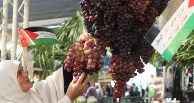 جنين تحتفل بأيام العنب الفلسطيني
