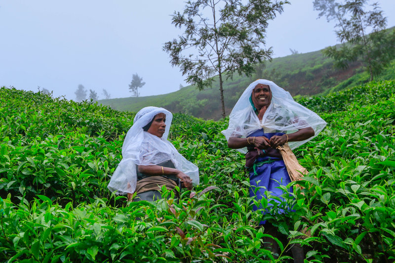 Female Tea Workers In One Indian State Fight For Their Rights