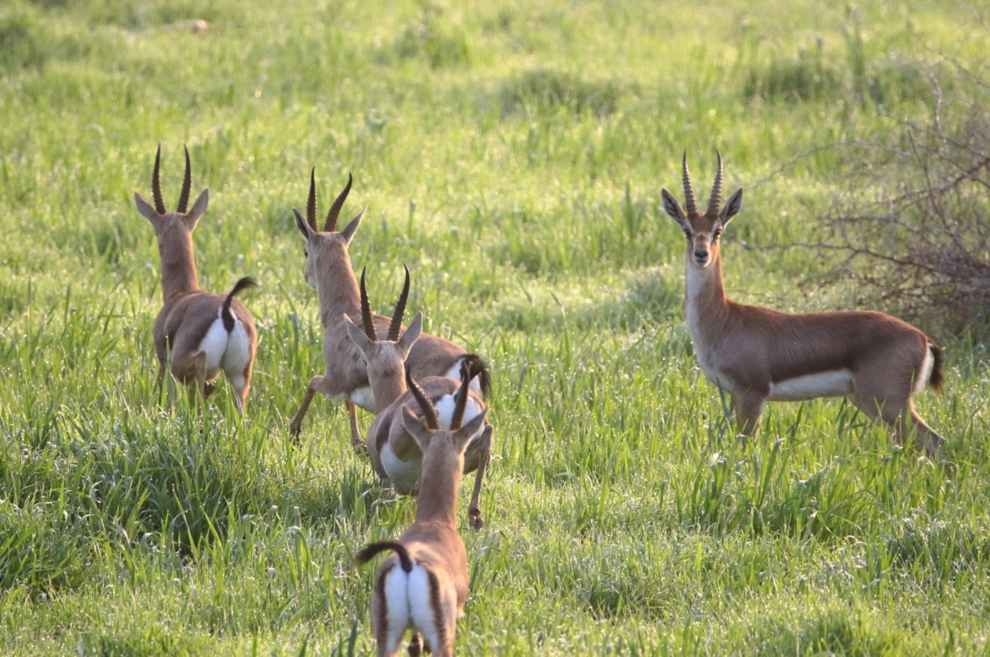 Coronavirus: For Palestinian wildlife, pandemic may be 'blessing in disguise'