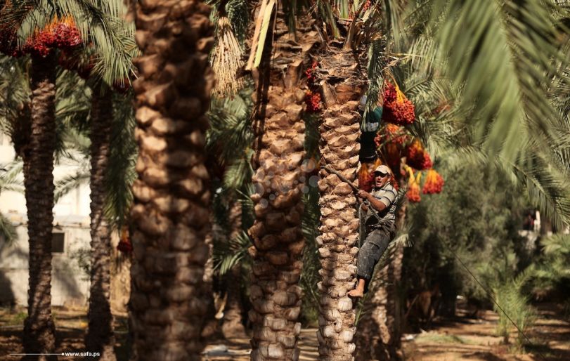"بلح غزة" يتربع على قمة الهرم الماسي الإنتاجي
