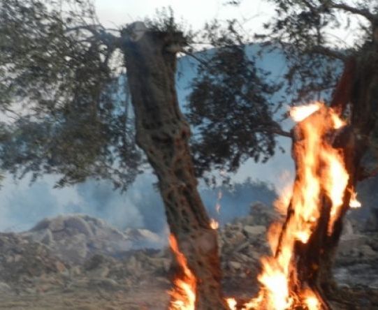 حريق يلتهم عشرات أشجار الزيتون الرومية شرق رام الله
