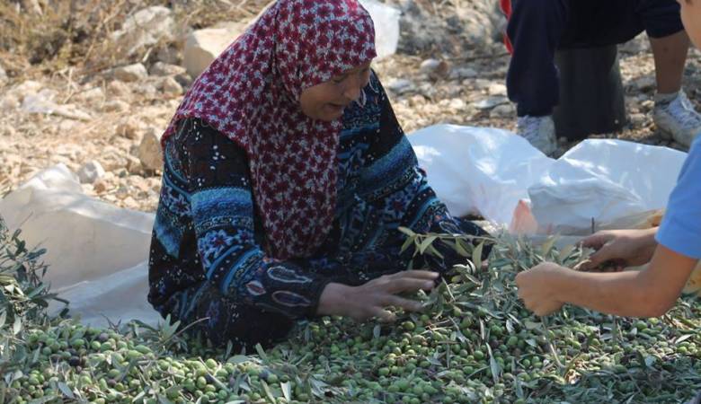 "الدفاع المدني" يصدر إرشادات أثناء موسم قطف ثمار الزيتون
