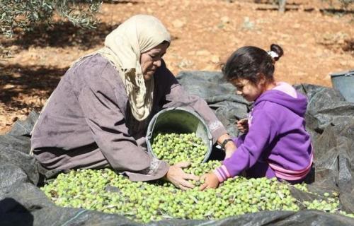 موسم "ماسي" منتظر.. يفيض بالزيت ويضيق بالمستوطنين !