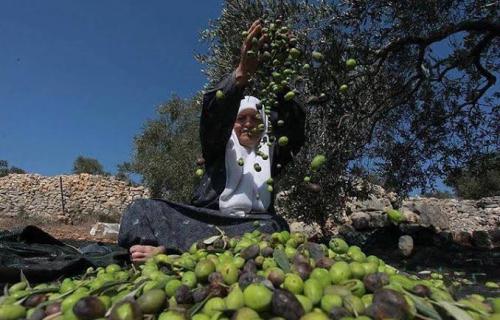 خسائر قطاع الزيتون الفلسطيني تتجاوز 157 مليون دولار منذ 2023.. 100 ألف أسرة تواجه فقدان مصدر رزقها
