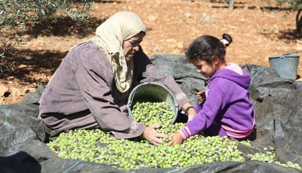 موسم "ماسي" منتظر.. يفيض بالزيت ويضيق بالمستوطنين !