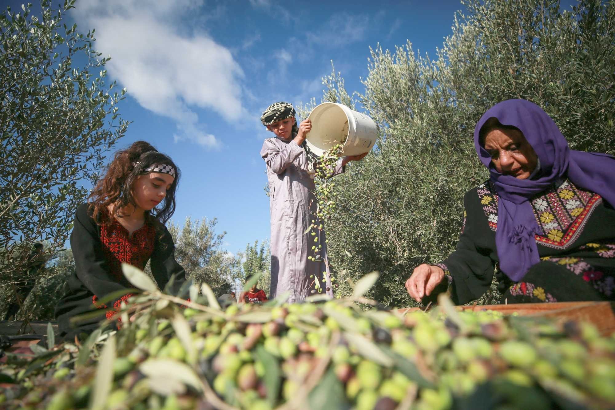سمير سمارة لـ"نساء إف إم": حملة زيتون 2026" تهدف لتمكين المزارعين من الوصول إلى أراضيهم وقطف محاصيلهم